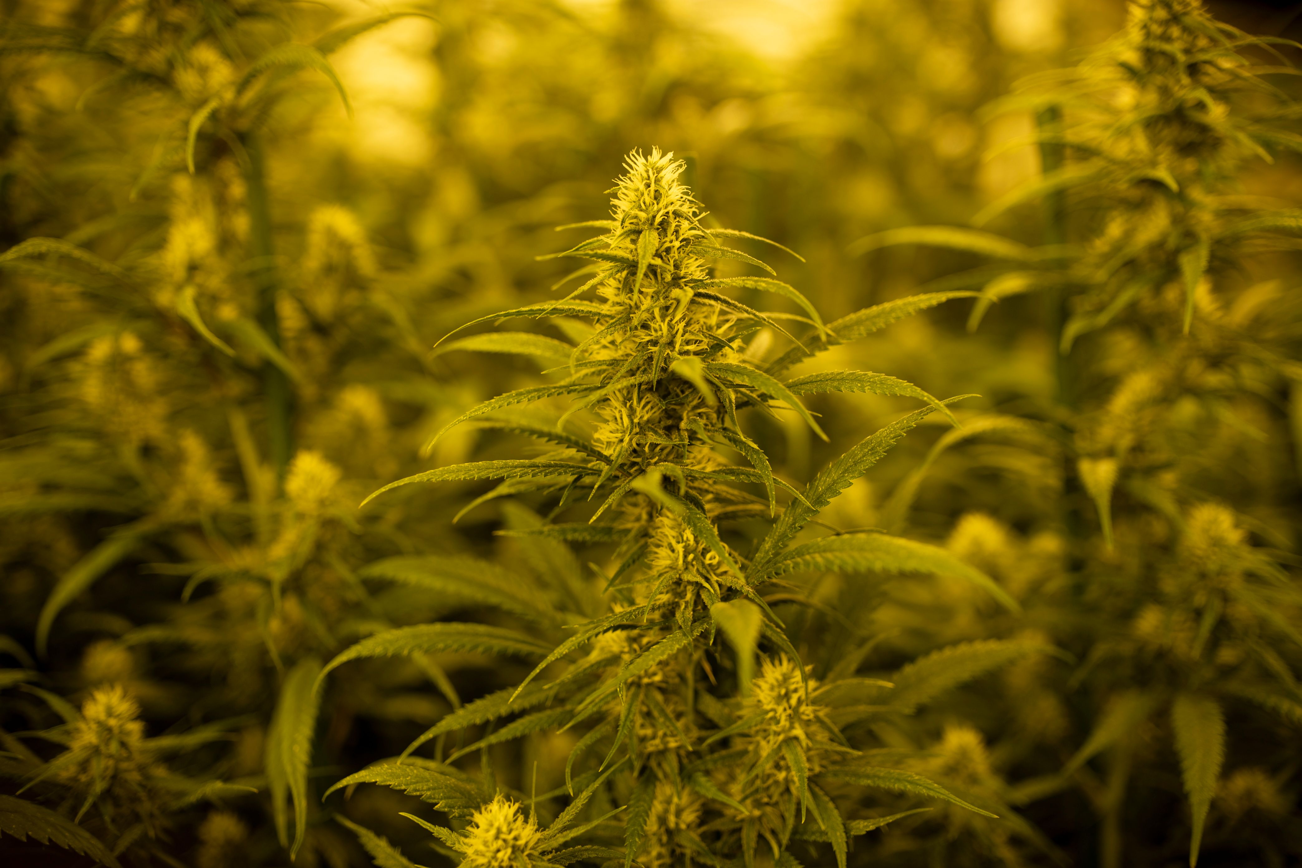 El cultivo, procesamiento y venta de marihuana fue votado en cuatro estados de EE. UU.