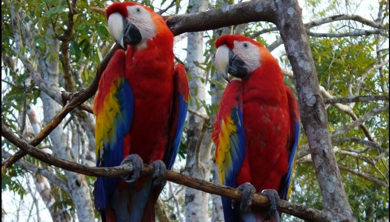 Recientemente 26 guacamayas rojas fueron liberadas en la Reserva de la Biosfera Maya, en Petén. (Foto Prensa Libre: Cortesía Conap)