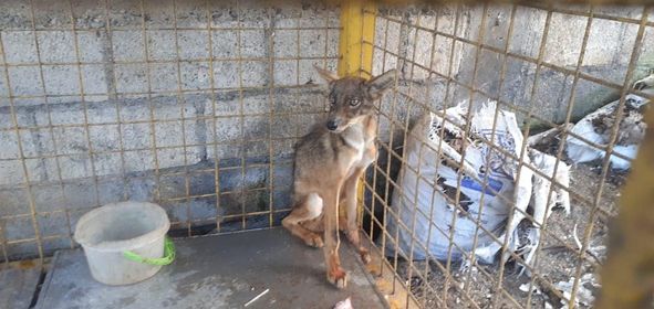 El coyote se encontraba en una jaula de metal, en la zona 6 de Mixco. (Foto Prensa Libre: Municipalidad de Mixco)