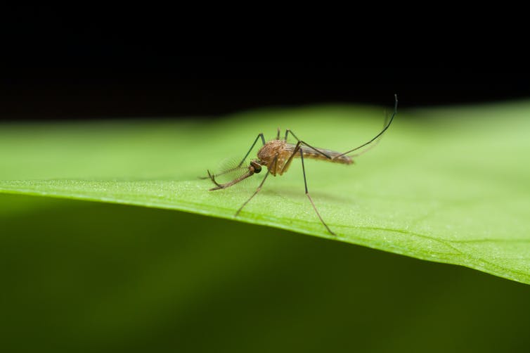 ¿Cómo viajan los mosquitos? La respuesta está en el viento