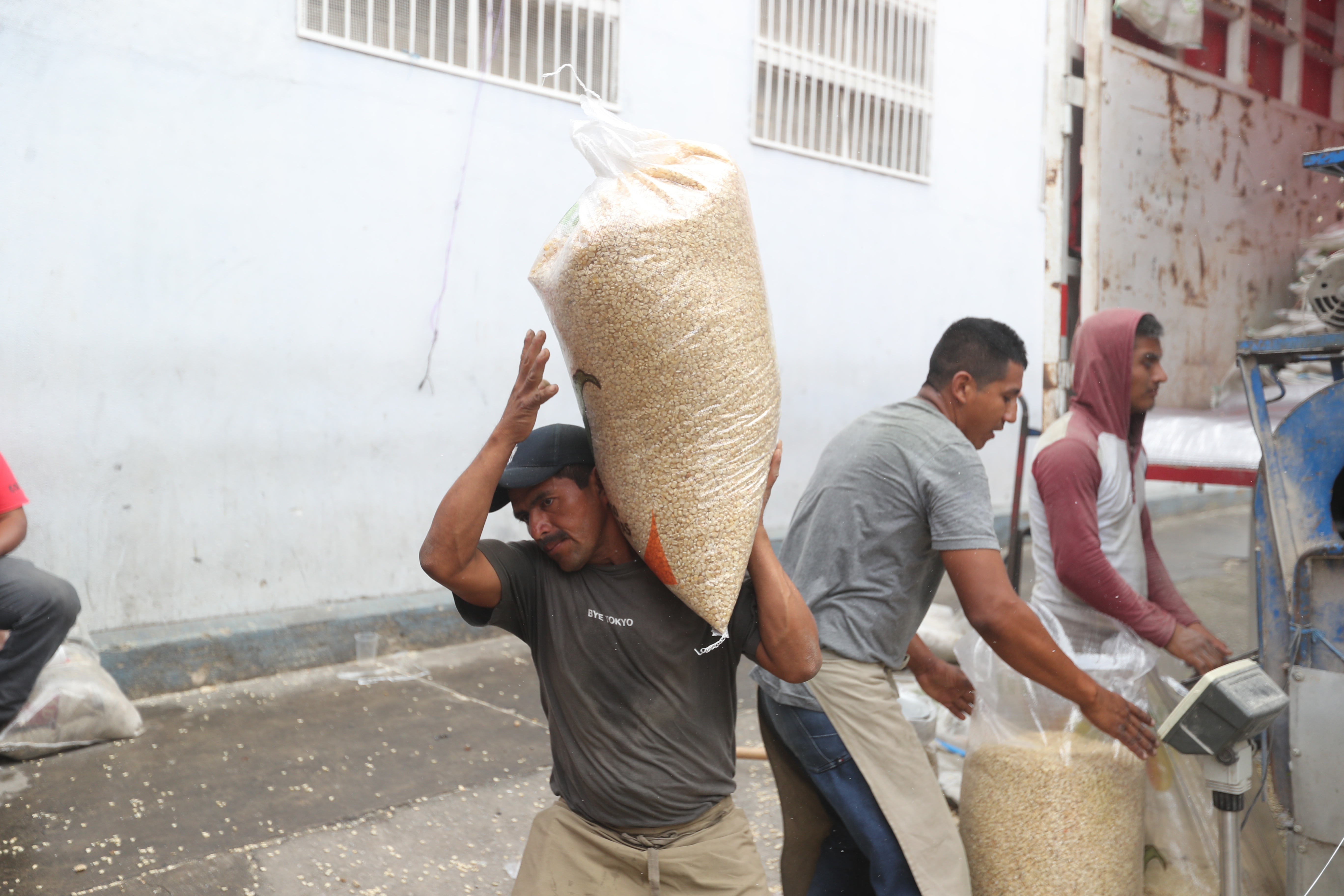 El maíz es el principal cultivo en Guatemala tanto en superficie como en cosecha, reveló la Encuesta Nacional Agropecuaria 2019-2020. (Foto Prensa Libre: Hemeroteca) 