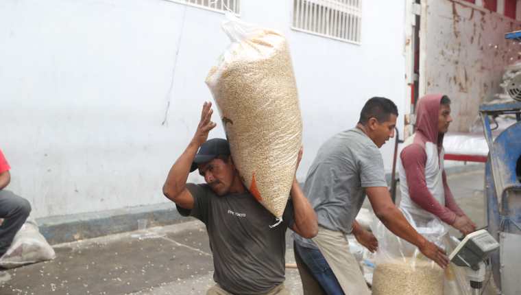 El maíz es el principal cultivo en Guatemala tanto en superficie como en cosecha, reveló la Encuesta Nacional Agropecuaria 2019-2020. (Foto Prensa Libre: Hemeroteca) 