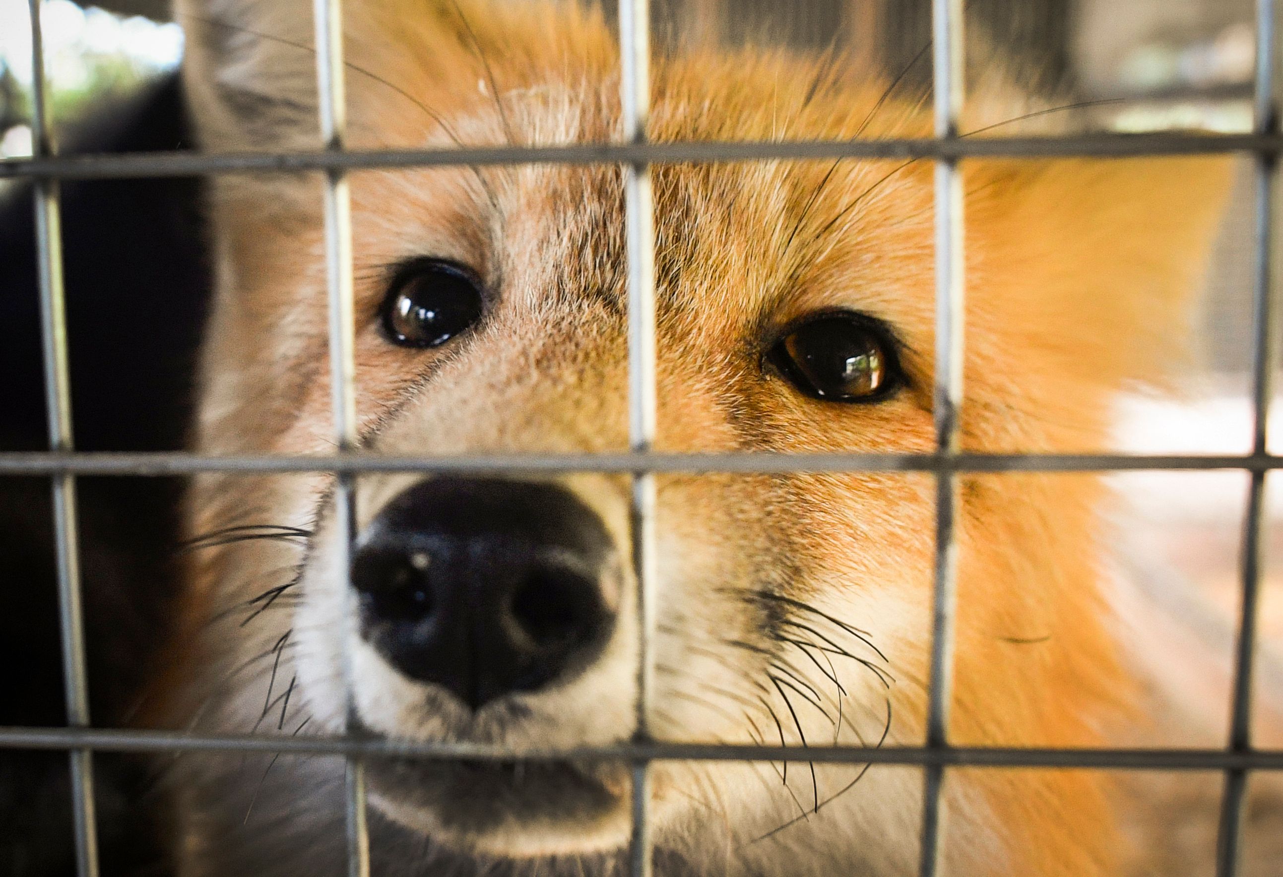 Un zorro observa a través de su jaula en un instituto genética de Rusia dedicado a investigar el comportamiento de los animales. Foto: AFP