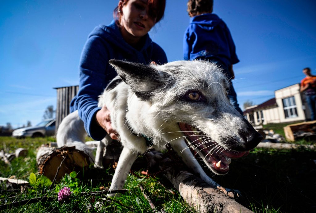 Tatyana Abramova juega con su zorro doméstico, Plombir, a las afueras de Siberia.  Foto: AFP