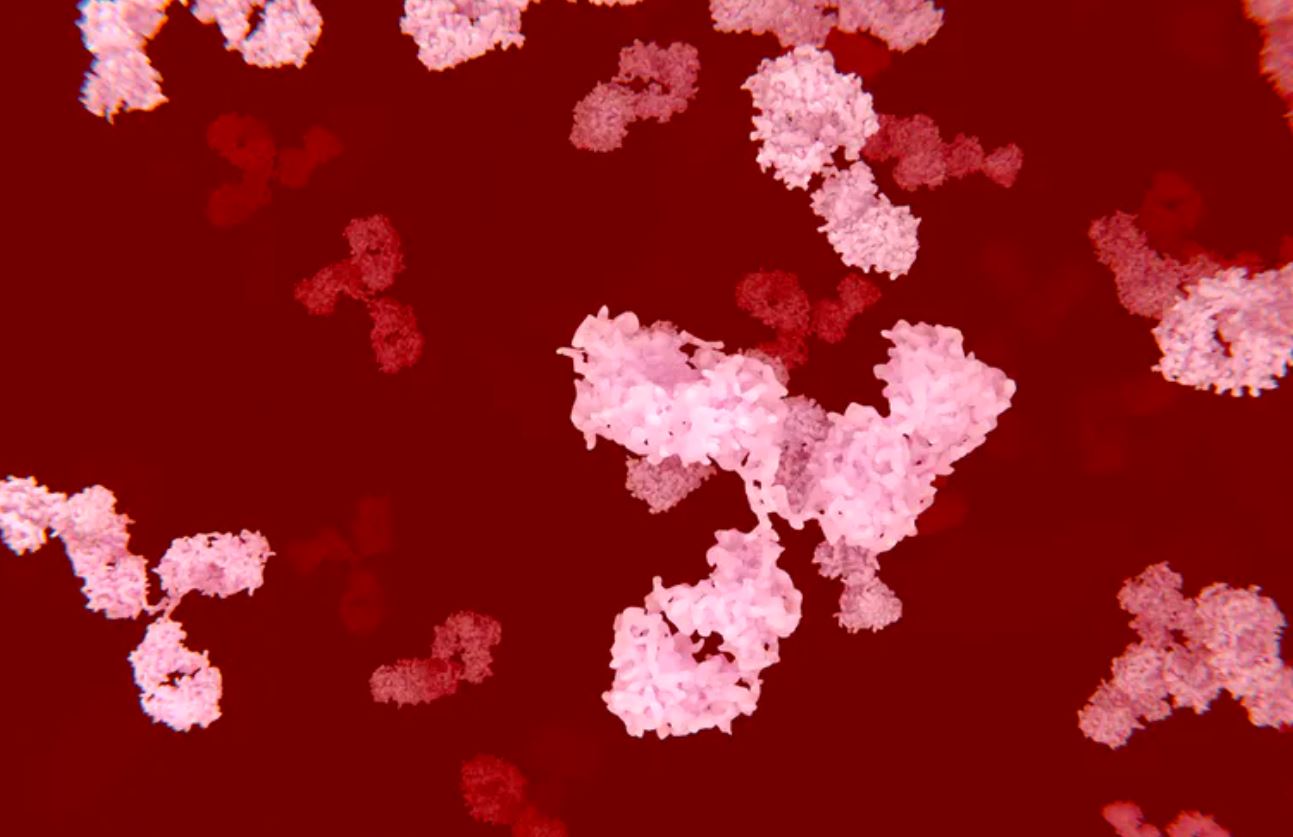 En las enfermedades autoinmunes, los anticuerpos circulantes destruyen los propios tejidos del individuo.
JUAN GAERTNER/SCIENCE PHOTO LIBRARY/Getty Images