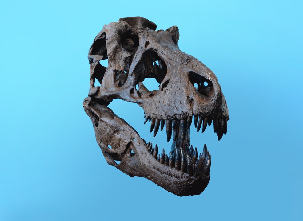 Este carnívoro de seis metros de altura que dominó la Tierra durante el Crectácico tardío, hace unos 75 millones de años.  (Foto Prensa Libre: Unplash)