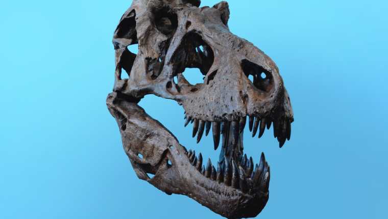 Hallan un esqueleto de tiranosaurio rex bebé extremadamente raro