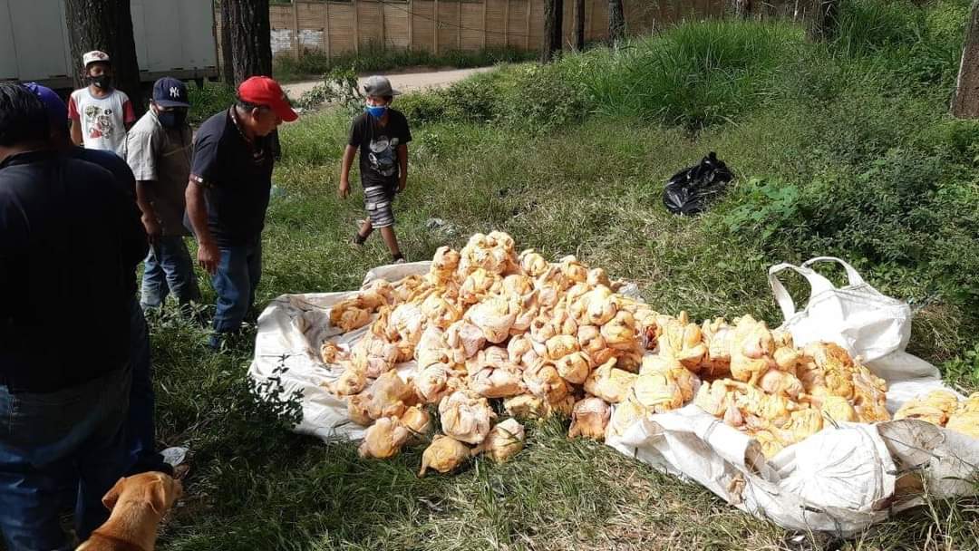 “Grave riesgo para la salud”: investigan abandono de decenas de pollos descompuestos en ruta al Pacífico