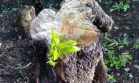 Se anunció recientemente que el árbol del Hermano Pedro empieza a tener brotes que significa que resurgirá nuevamente. (Foto Prensa Libre: Frailes Franciscanos de la Antigua Guatemala).