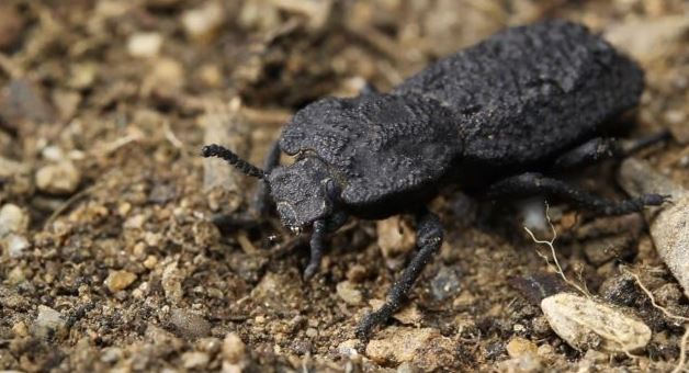 El  diabólico escarabajo acorazado es originario de los hábitats del desierto en el sur de California, Estados Unidos. (Foto Prensa Libre: David Kisailus / UCI