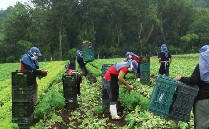Los productos agrícolas frescos y agroindustriales aún tienen potencial para abarcar el mercado estadounidense. (Foto Prensa Libre: Camagro)