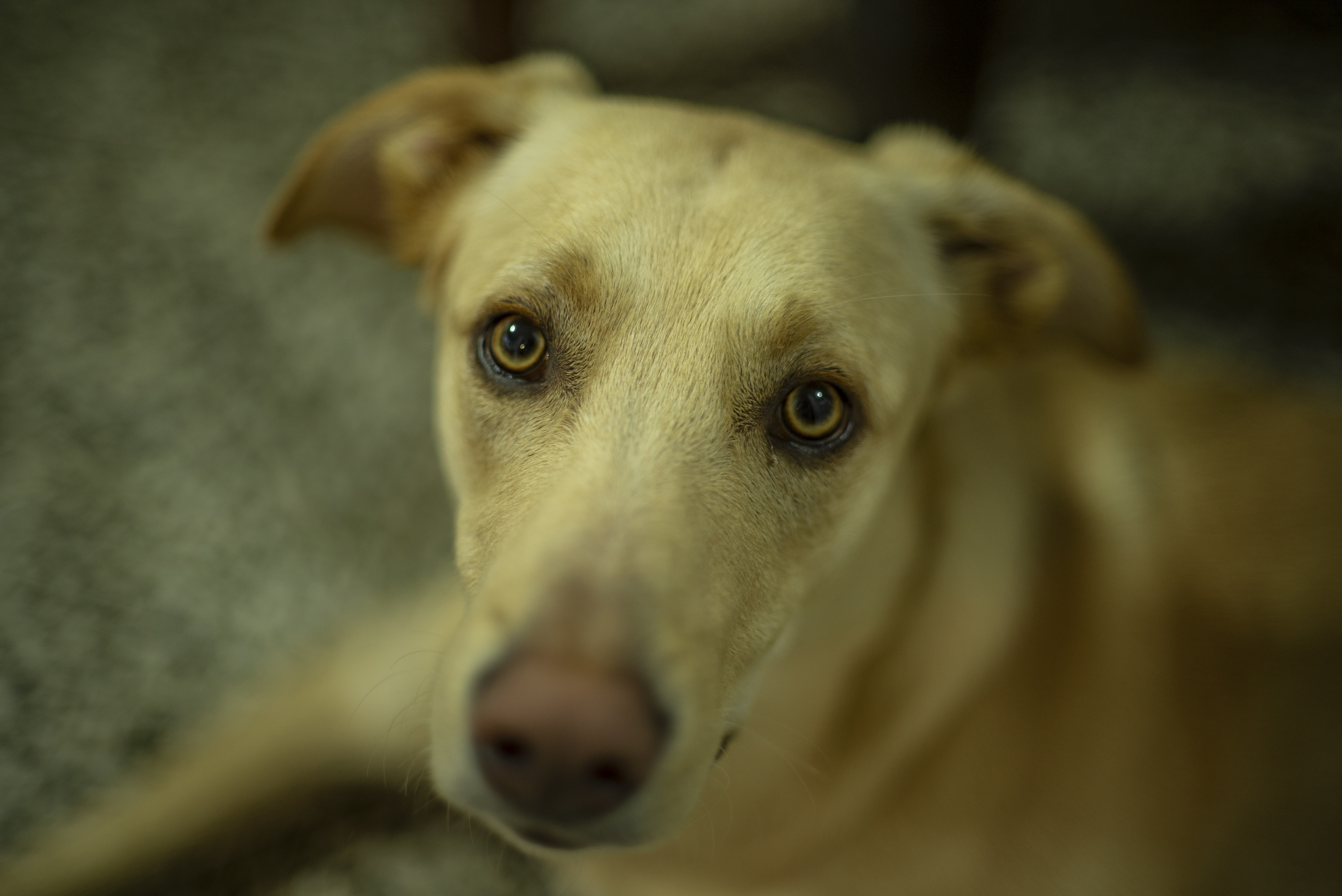 Júnior Arábica Privilegiado Parásitos en perros: síntomas y tratamiento