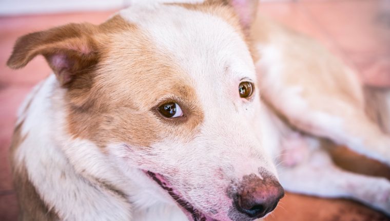 Vacunación es vital para prevenir la rabia en perros y gatos. (Foto Prensa Libre: Hemeroteca PL) 