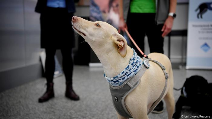Los investigadores esperan que su investigación persuada al Gobierno a utilizar los perros para otros usos. (Foto Prensa Libre: Reuters)