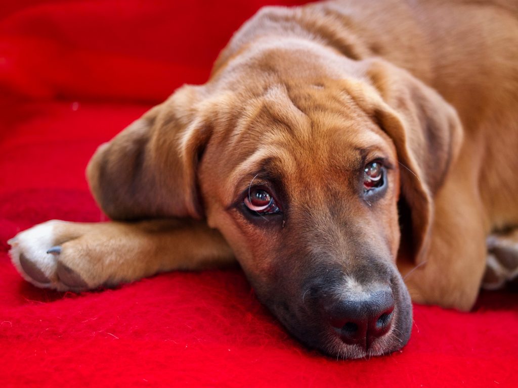 en perros: síntomas y tratamiento