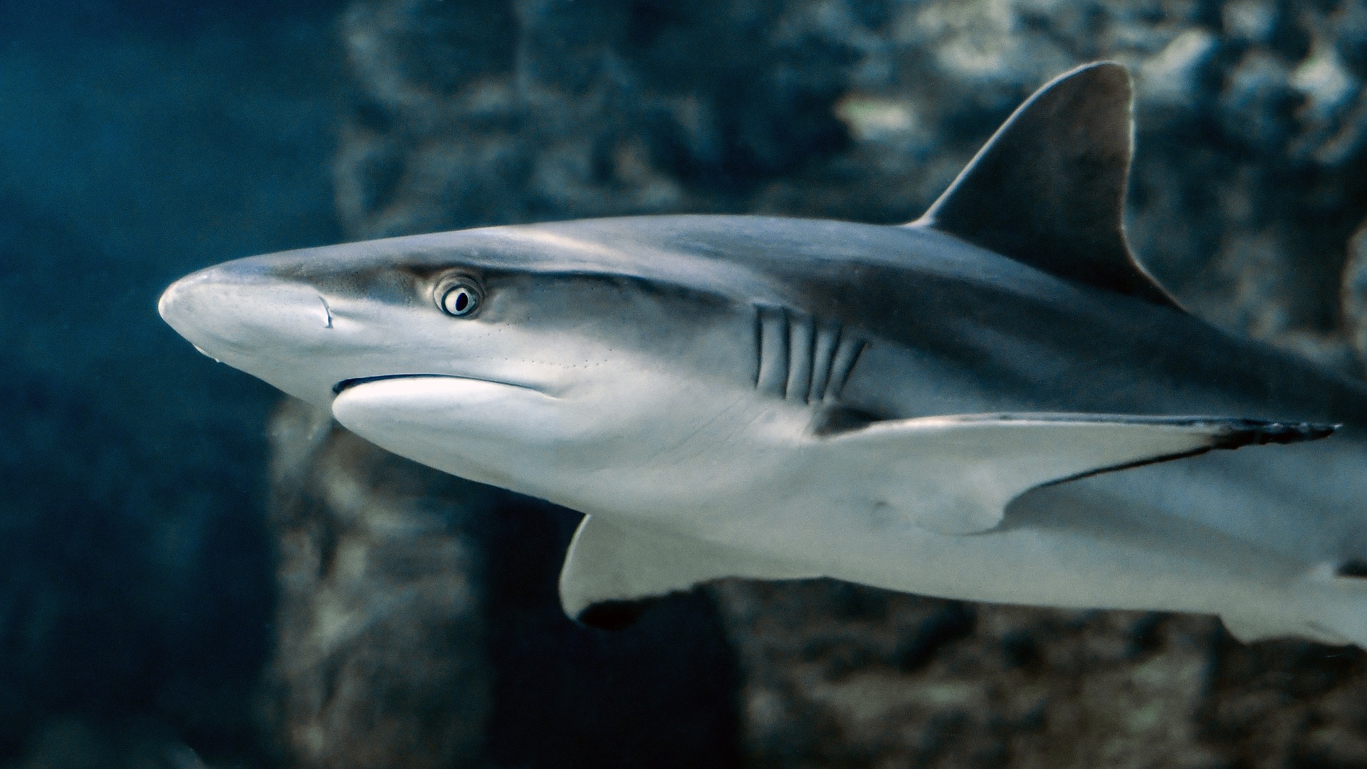 tiburones covid-19