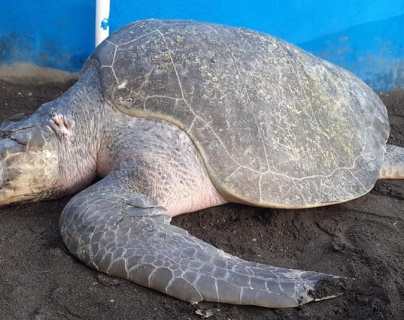 Este es el daño que los anzuelos (y los humanos) le causaron a dos tortugas de parlama en el Pacífico de Guatemala
