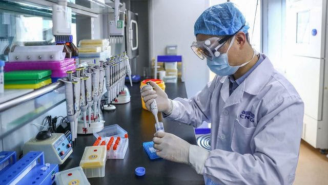 Las pruebas de anticuerpos en Japón se desarrollan usando gusanos de seda. (Foto Prensa Libre: Forbes)