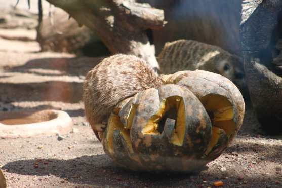 (Foto Prensa Libre: Fernando Cabrera)