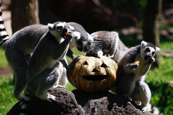 (Foto Prensa Libre: Fernando Cabrera)