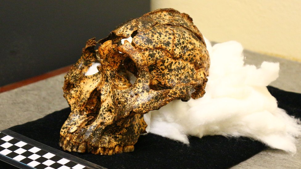 El cráneo de dos millones de años pertenece a la especie Paranthropus robustus. (Foto Prensa Libre: La Trobe University)