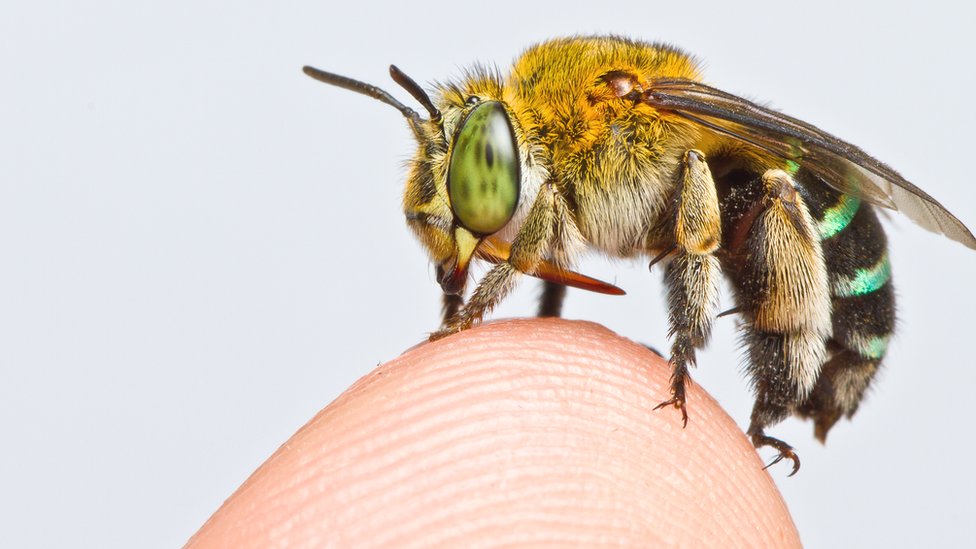 Hay miles de especies de abejas, tanto pequeñas como grandes.