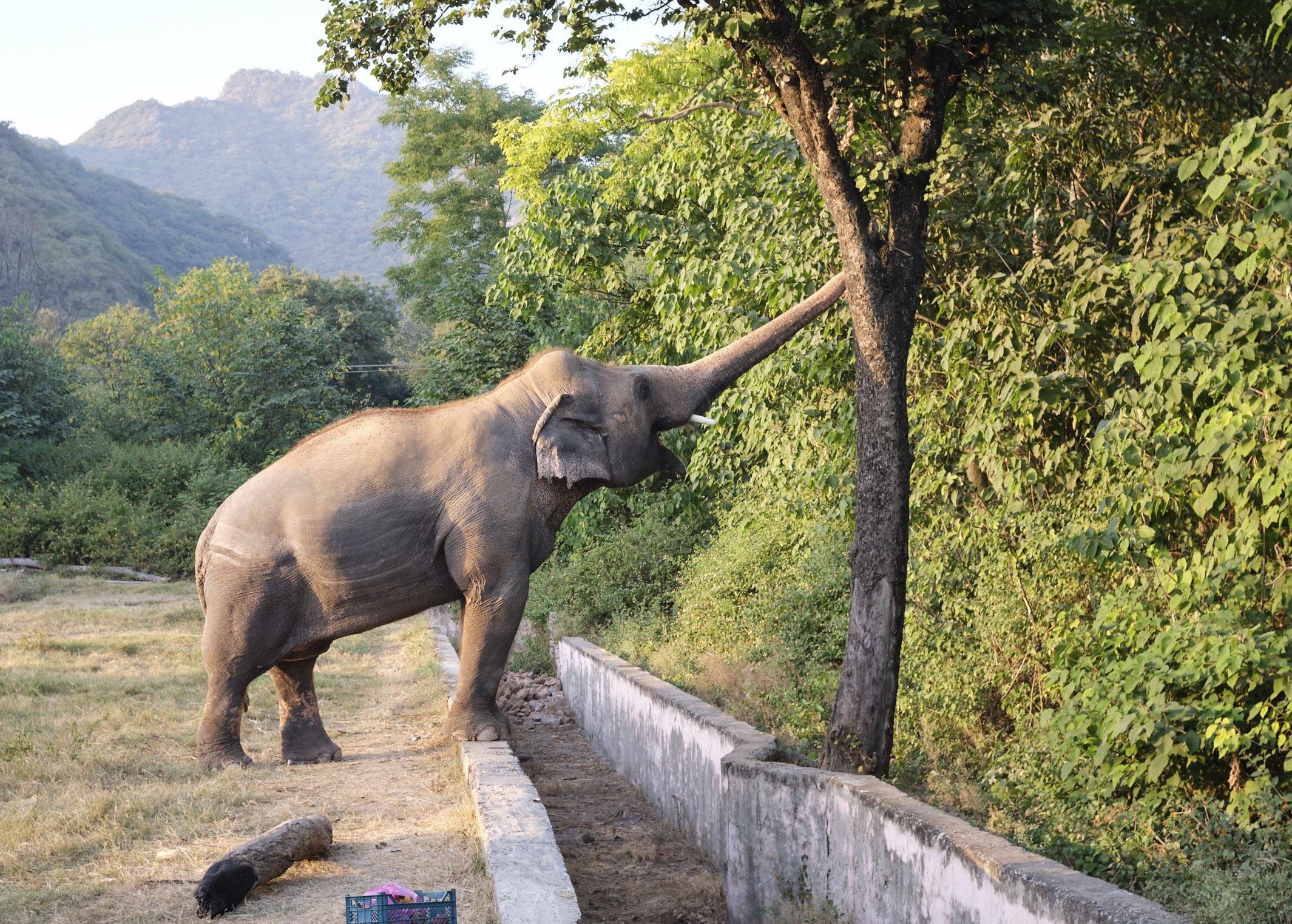 A ritmo de Sinatra, el elefante Kaavan se prepara para ser libre