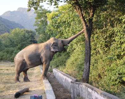Un elefante protegido por la cantante Cher viaja de Pakistán a Camboya