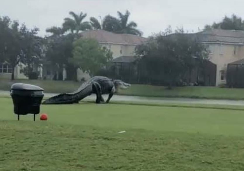 Cocodrilo que invadió un campo de golf en Florida. (Foto Prensa Libre: tomada de NBC2 News)
