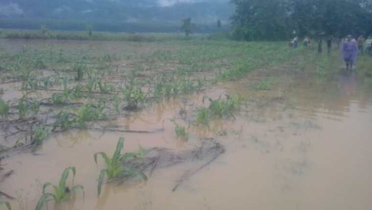 Cultivos se ven afectados por las inundaciones por Eta en Alta Verapaz. (Foto Prensa Libre: Maga)