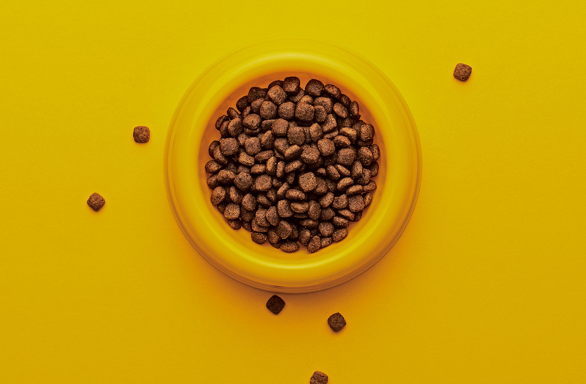 La alimentación de las mascotas debe ser balanceada. 