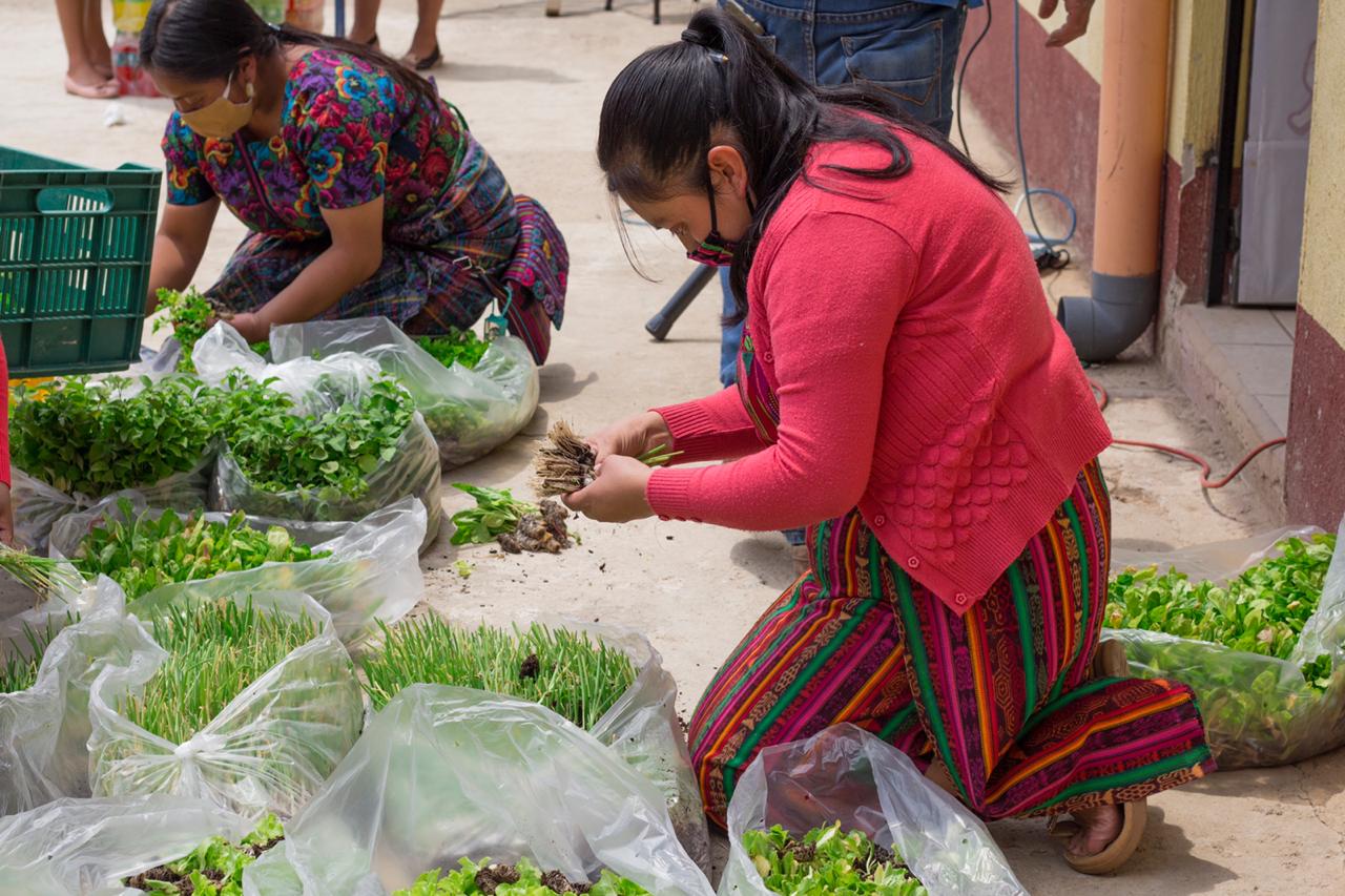Las microfinancieras son un apoyo financiero para pequeños productores afectados por la pandemia. (Foto Prensa Libre: Cortesía Agrequima)