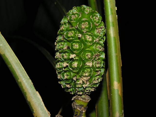 Frutas y hortalizas raras que crecen en Guatemala