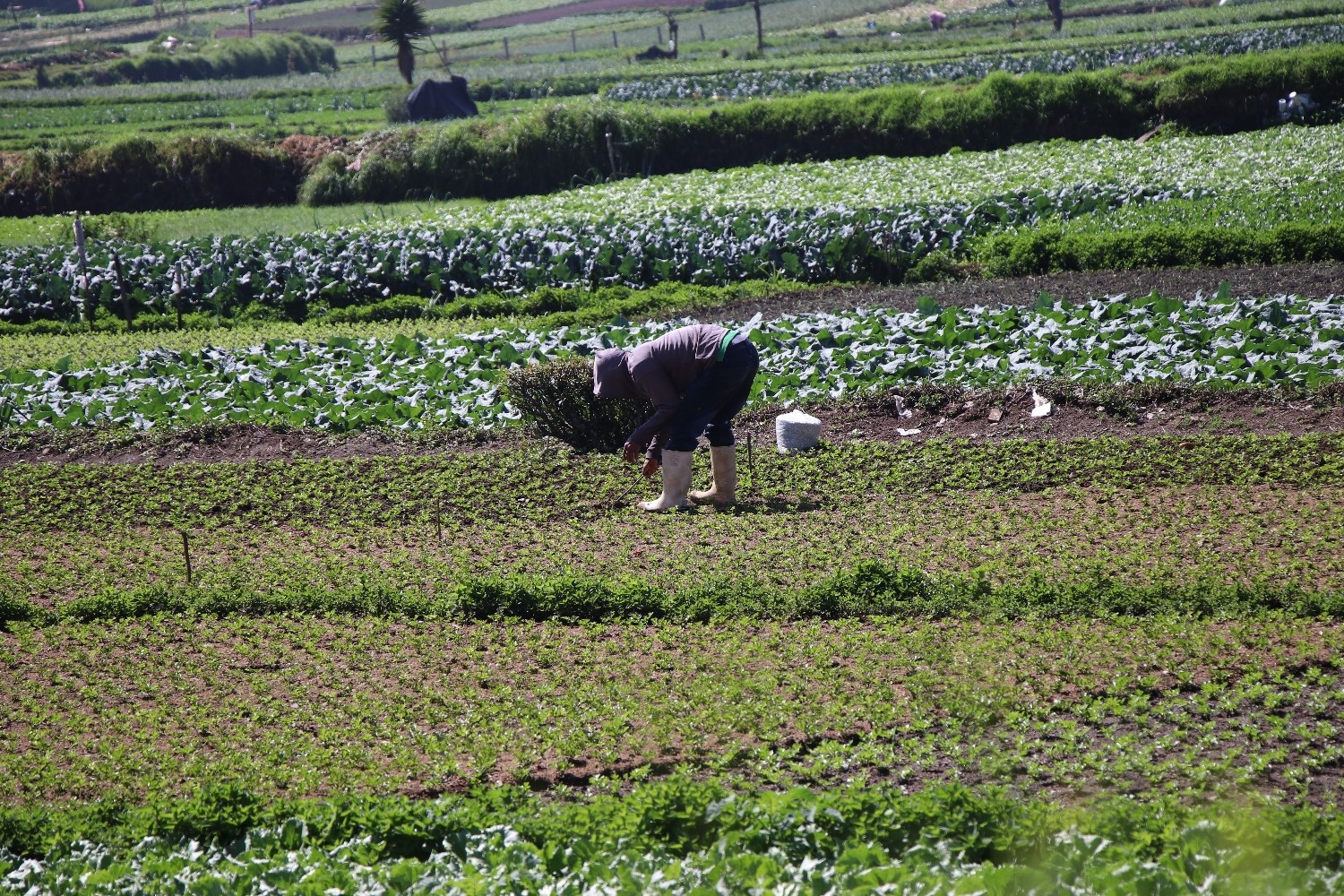 Diversas hortalizas y vegetales se cultivan en el país. (Foto, Prensa Libre: María José Longo).