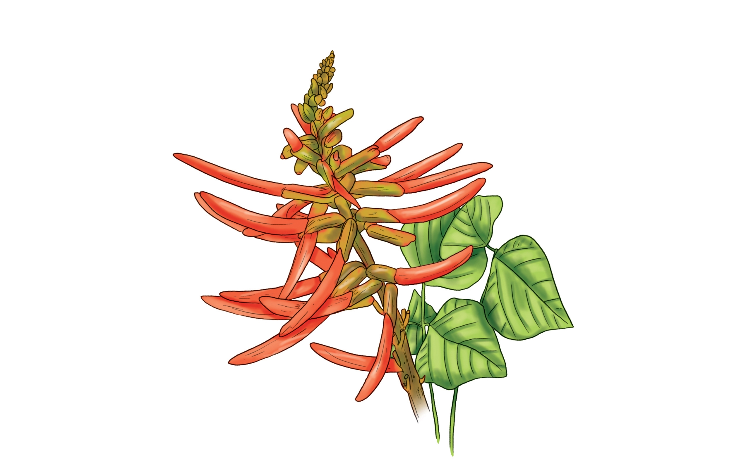 Flor de pito o tzité