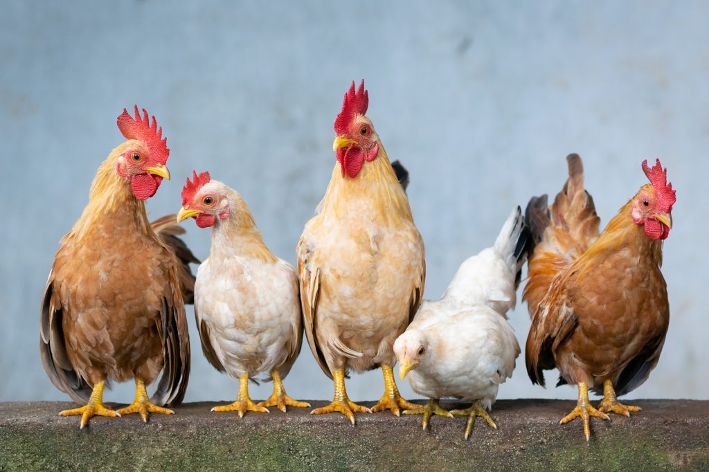 En Un Corral Hay Conejos Y Gallinas