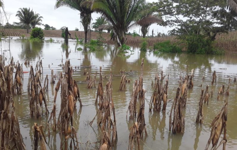 Variedad de cultivos quedaron anegados por los efectos de la tormenta Eta en Guatemala. (Foto Prensa Libre: MAGA)