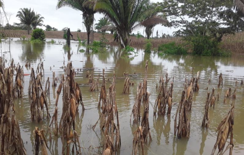 Variedad de cultivos quedaron anegados por los efectos de la tormenta Eta en Guatemala. (Foto Prensa Libre: Maga)