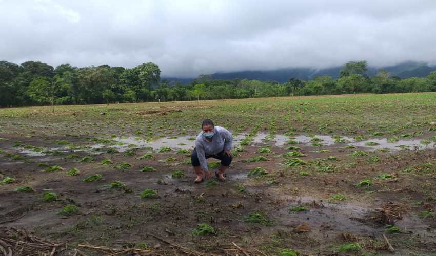 En el 2020 derivado de las tormentas Eta e Iota, variedad de cultivos quedaron anegados, en diversos municipios. (Foto Prensa Libre: Hemeroteca PL).