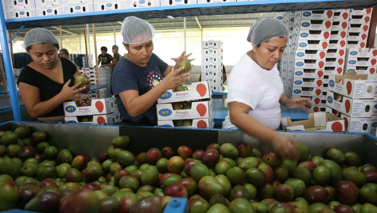 el 32% de la oferta exportable de Guatemala en agosto último fue para Estados Unidos. (Foto Prensa Libre: Hemeroteca)