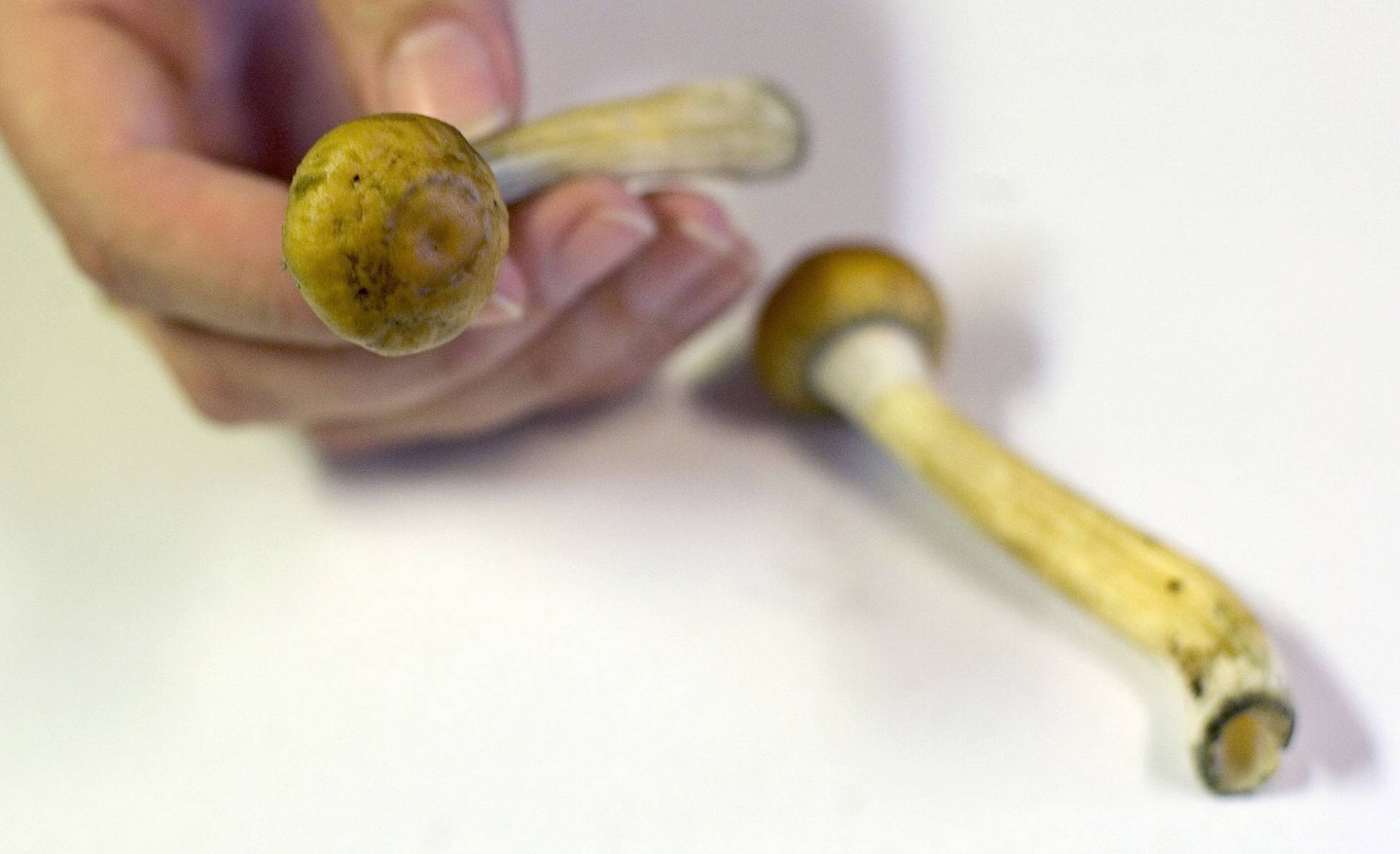 ´Hongos alucinógenos