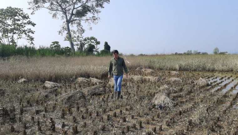 Los daños que dejaron las tormentas tropicales Eta e Iota en al agricultura son numerosos; los campesinos de infrasubsistencia necesitan ayuda.  (Foto  Maga)