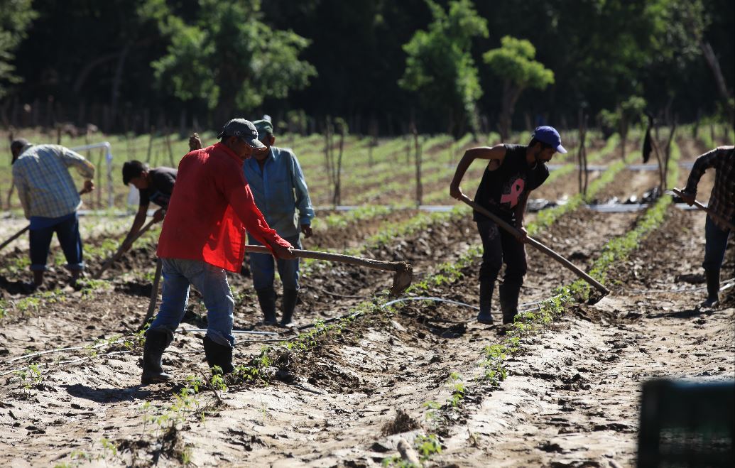 Daños en plantaciones de tomate que se encontraban en la orilla del Río Zapote en la ruta que conduce de Gualán a la Unión. (Foto Prensa Libre: Byron García)