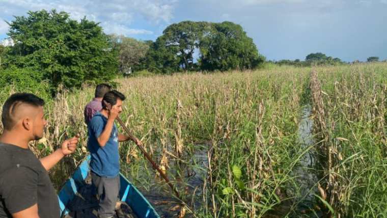 Algunos agricultores reclamaron seguros por pérdida de cultivos debido a efectos de Tormenta Eta en Guatemala. (Foto Prensa Libre: Maga)