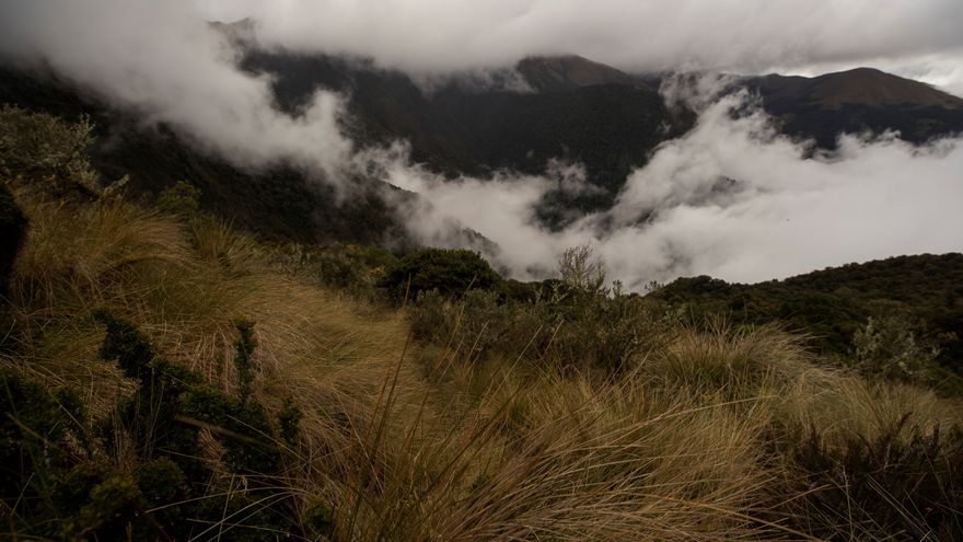 Expertos ecuatorianos encontraron osos de anteojos en una zona ganadera. (Foto Prensa Libre: EFE)