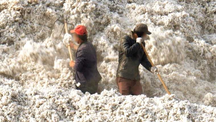 Más de un millón de trabajadores realizan duros trabajos de recolección de algodón en Xinjiang bajo condiciones cuestionables.