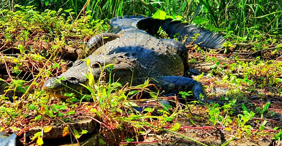 El cocodrilo vivió entre 14 y 15 años en el Parque Nacional. (Foto Prensa Libre: CONAP).