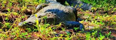 El cocodrilo vivió entre 14 y 15 años en el Parque Nacional. (Foto Prensa Libre: CONAP).