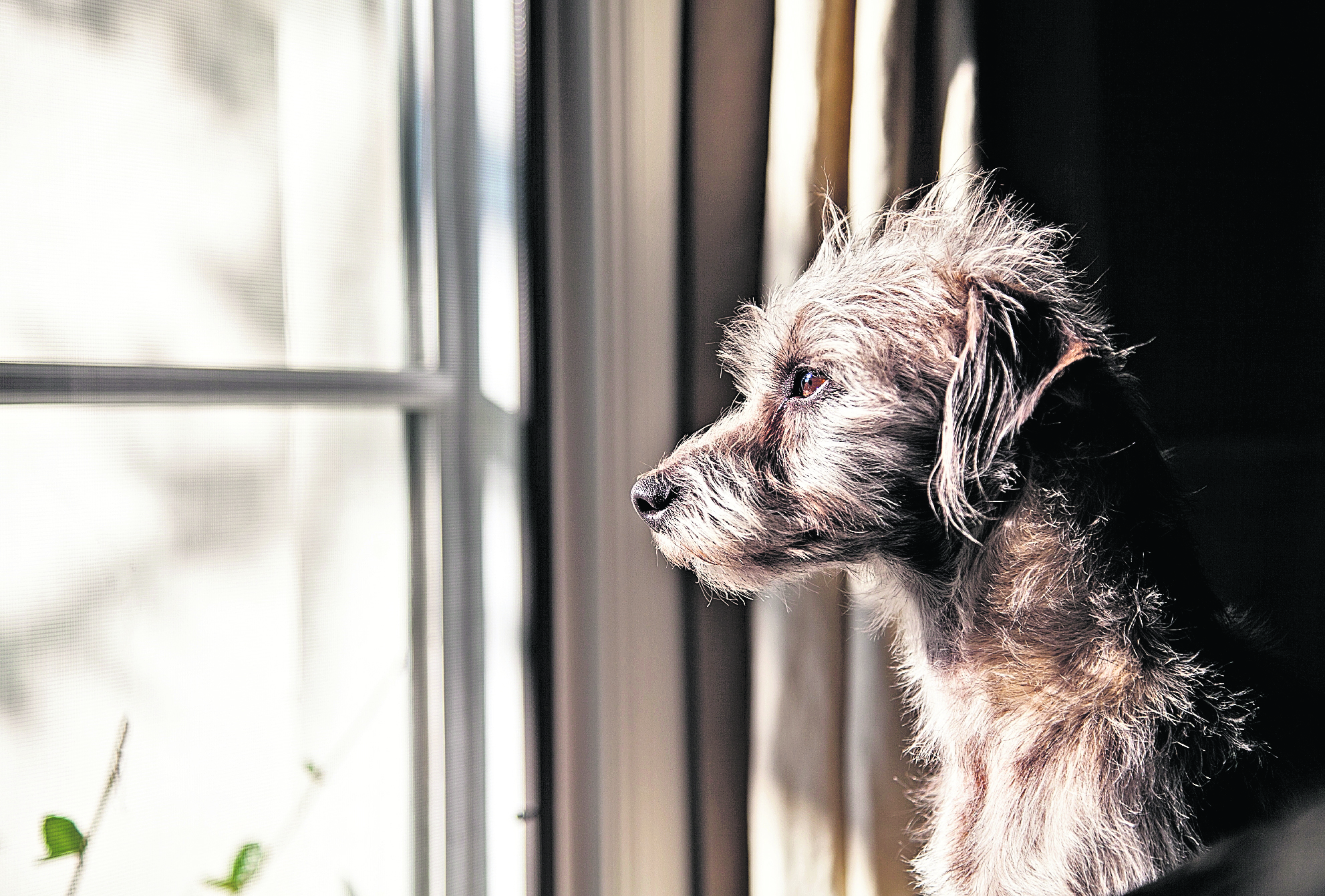 Las mascotas sienten estrés y ansiedad si se quedan solas en casa por varios días, lo cual les puede causar afecciones físicas y mentales.  (Foto Prensa Libre, Shutterstock)