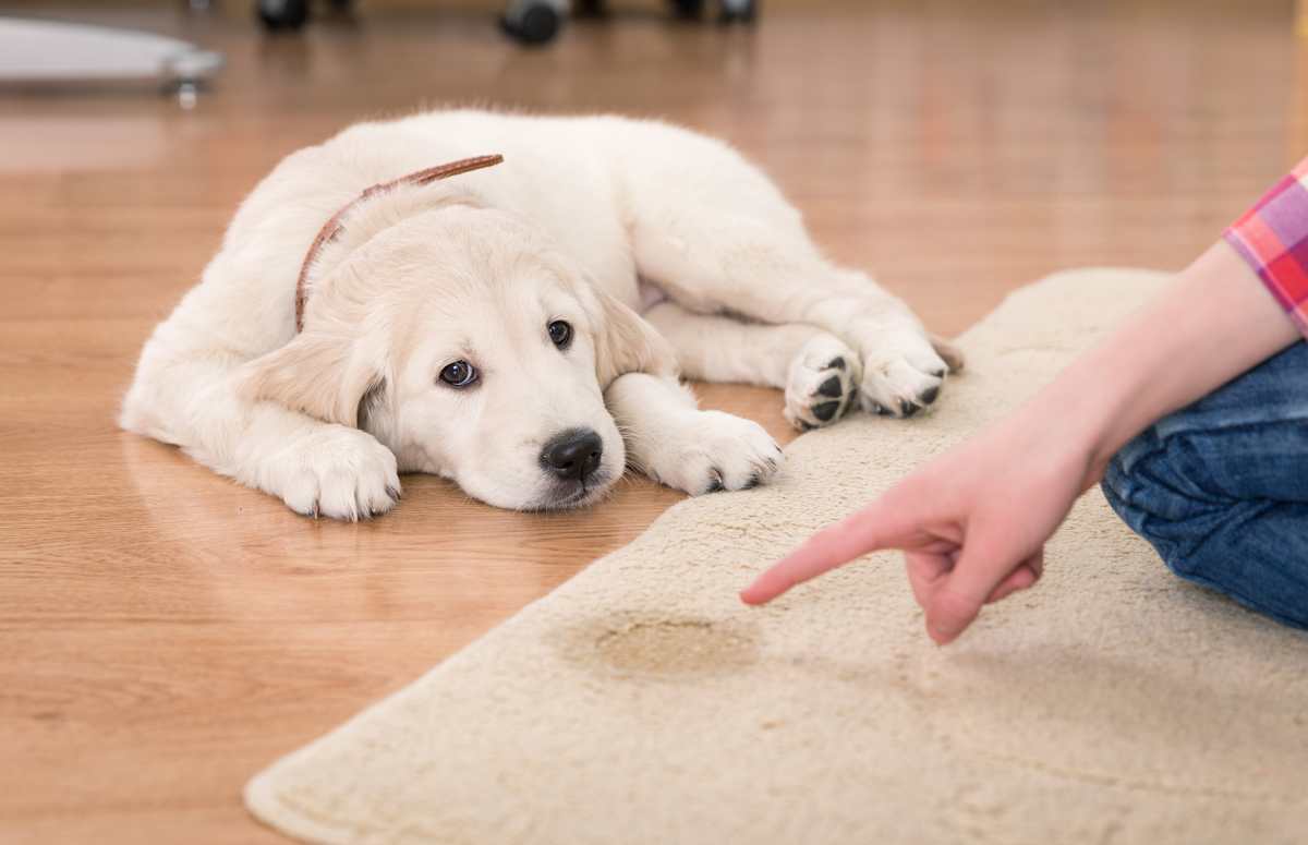 Aprende con Noé: Enseña a tu cachorro a evacuar en un mismo sitio